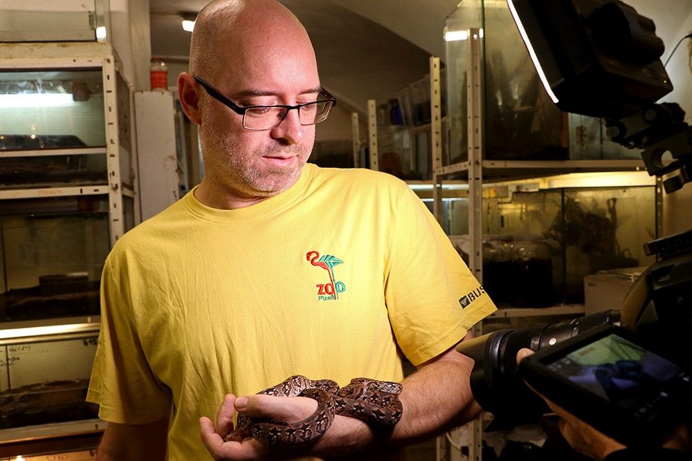 Hroznýš Dumerilův v expozici Akva Tera má mláďata