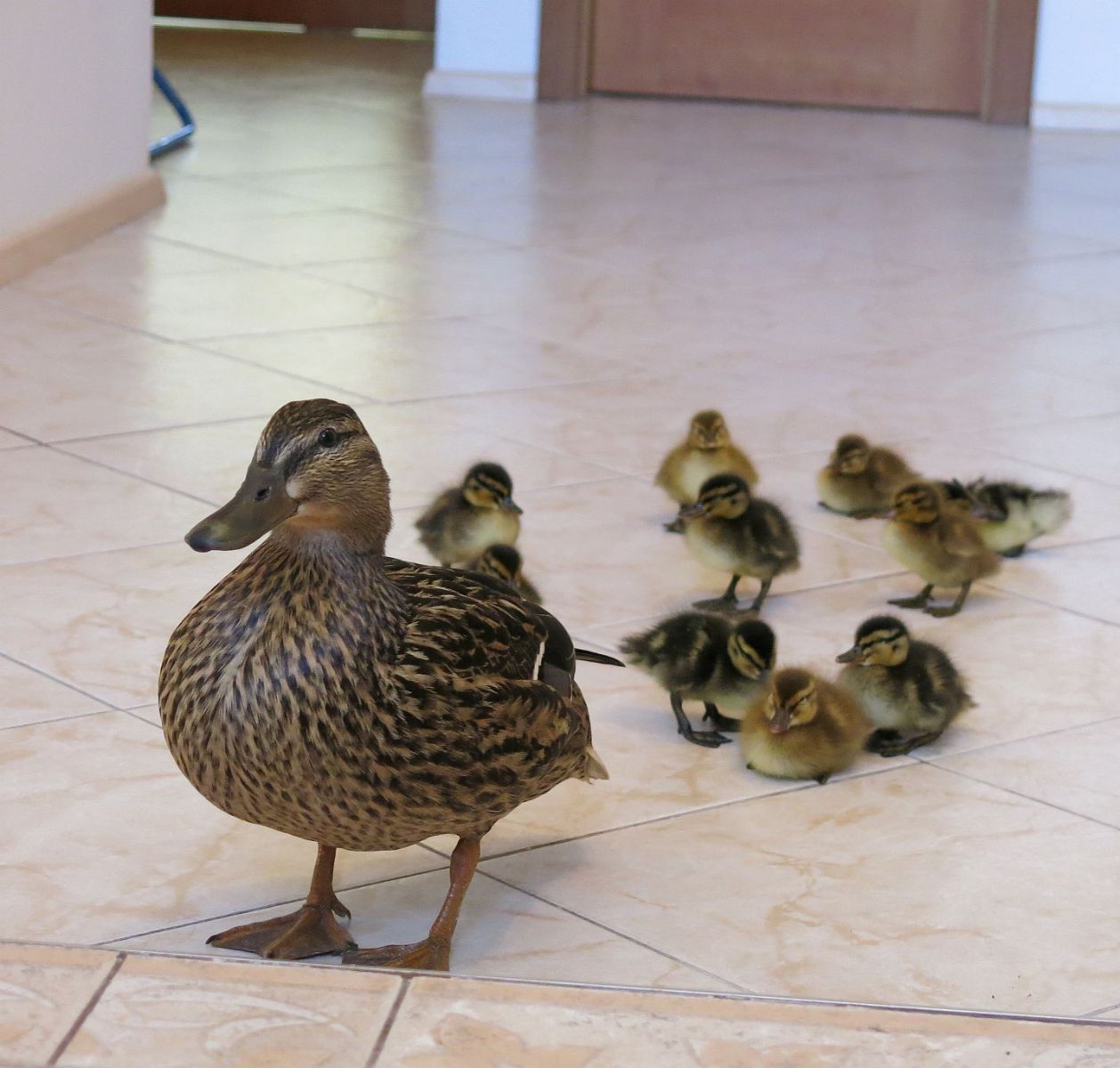 Kachna vyseděla mladé na terase v centru Plzně. K vodě pomohli zvířecí záchranáři 