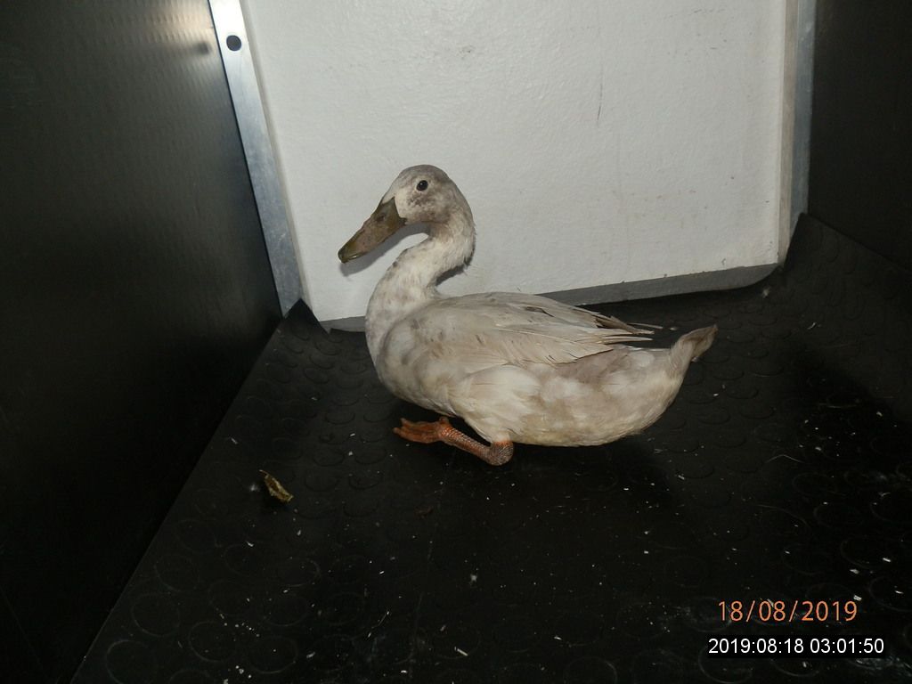 obrázek: Kachna zabloudila na silnici v Černicích