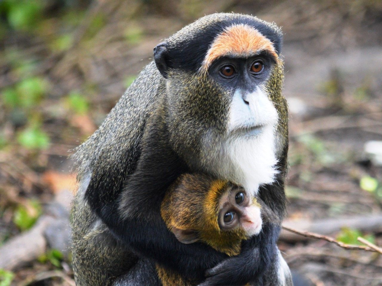 obrázek: Kočkodan Brazzův v plzeňské zoo má další mládě