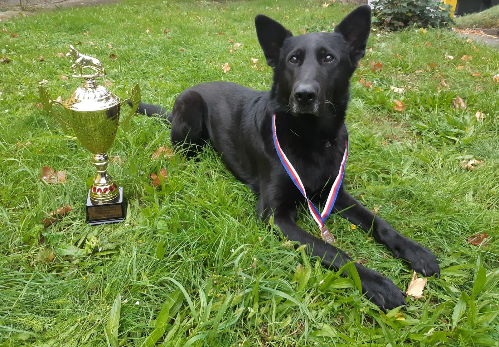 obrázek: Krajští psovodi se svými svěřenci uspěli na republikovém mistrovství