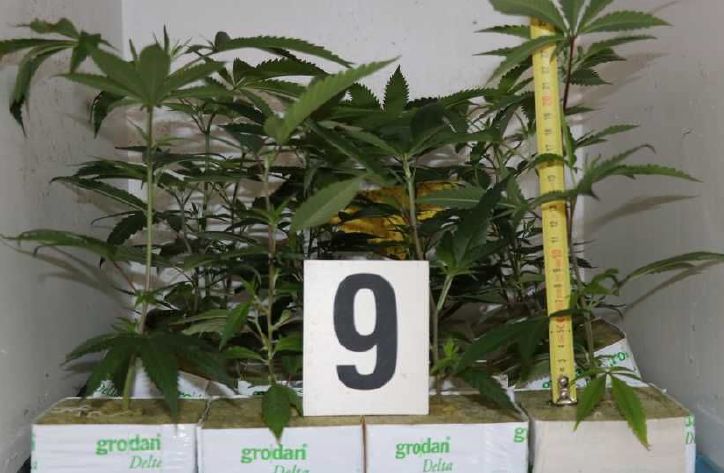 Kriminalisté odhalili v Nebílovech velkou pěstírnu konopí