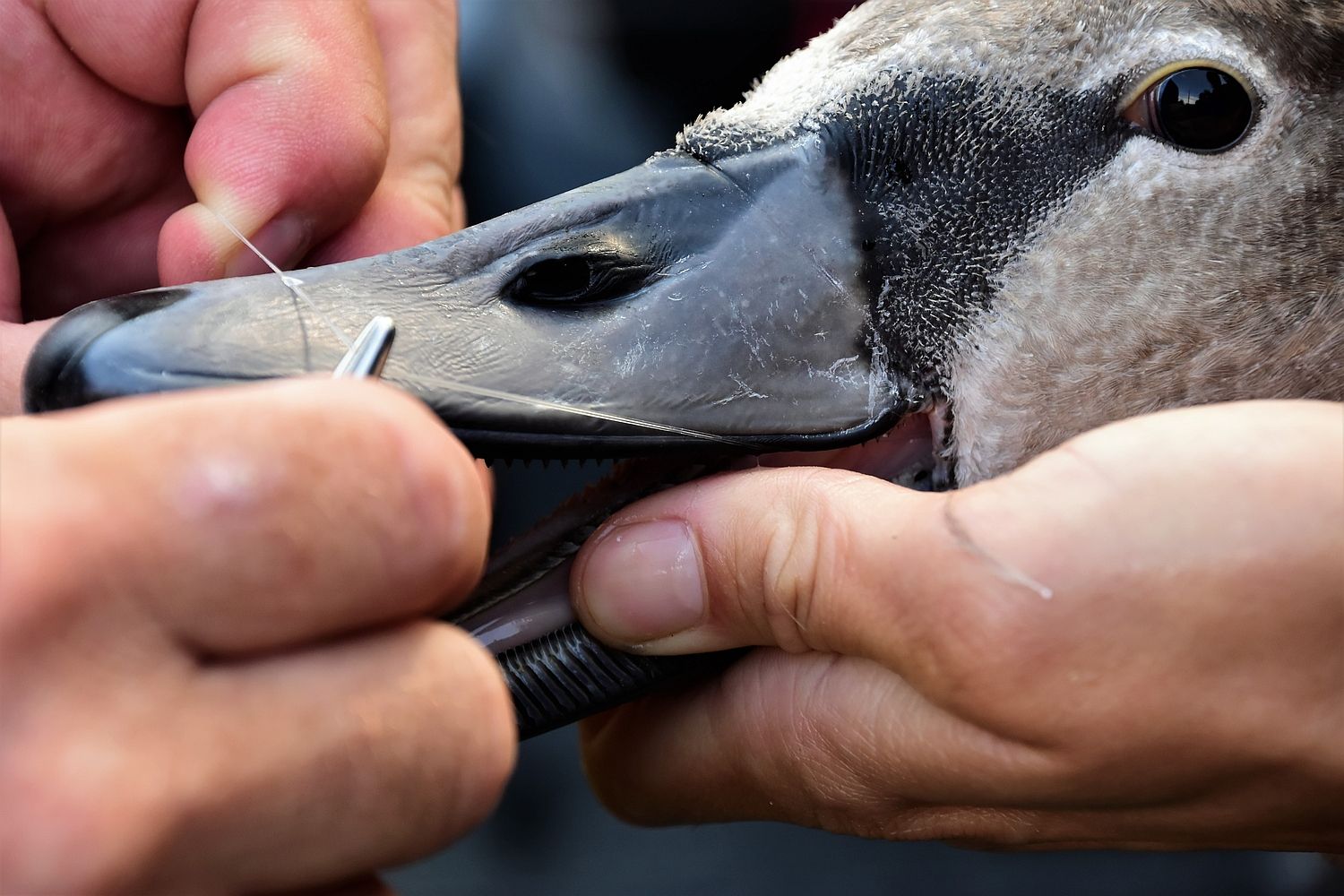 obrázek: Labutí mládě u Vejprnic spolklo rybářský vlasec