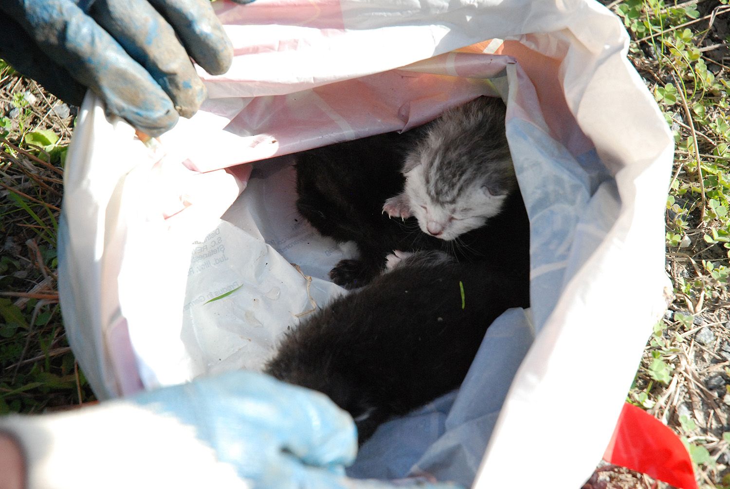 obrázek: Litičtí uklízeli přírodu. A objevili chlupaté překvapení