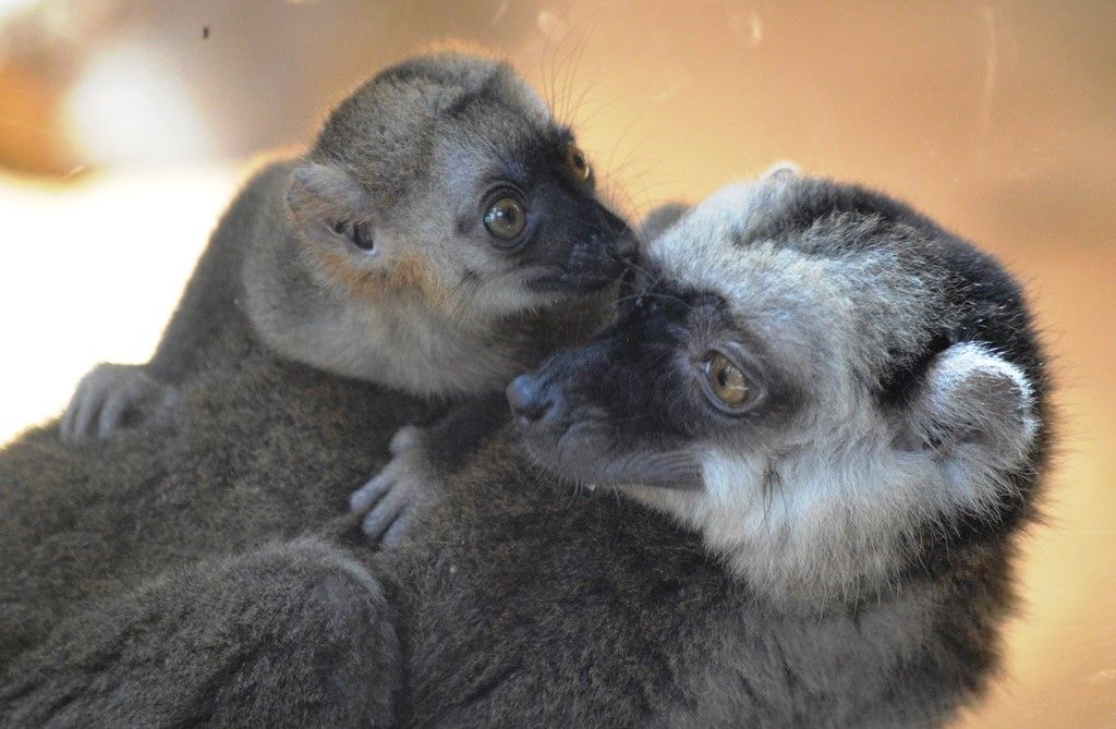 obrázek: Mládě lemura v zoo dostalo jméno Jelimán