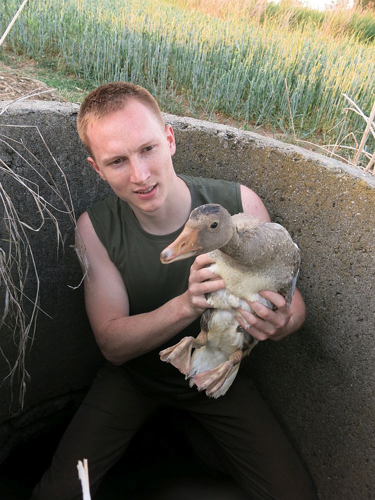 Mladou husu ve skruži ve Zbůchu zachránila keška 
