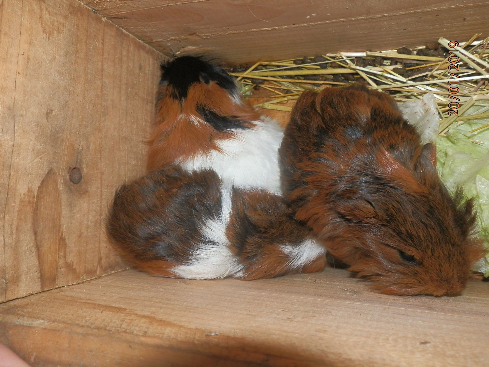 Na Lochotíně ležela v mrazech krabice s morčaty 