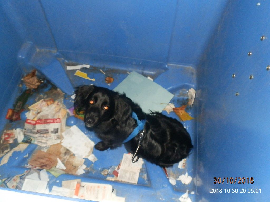 obrázek: Na plzeňské Doubravce našli psa v kontejneru