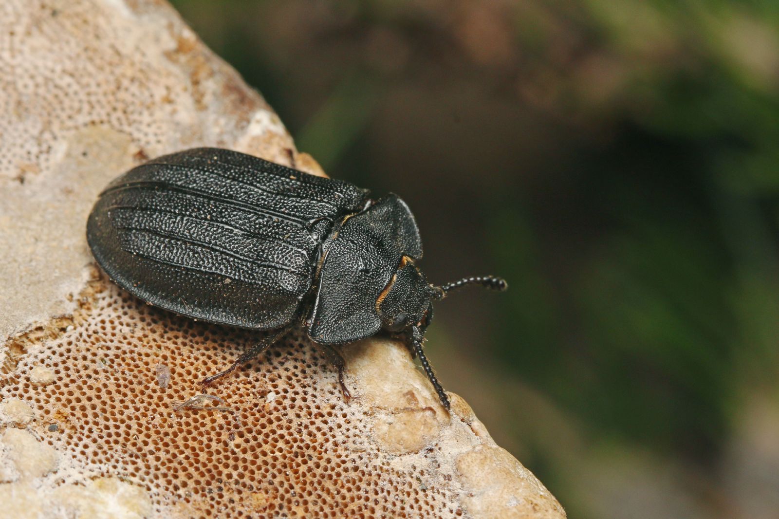 obrázek: Na Šumavě se objevil vzácný pralesní kornatec velký 