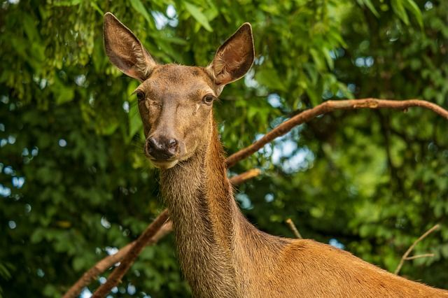 obrázek: Na Šumavě systematicky střílejí březí laně, tvrdí exšéf parku