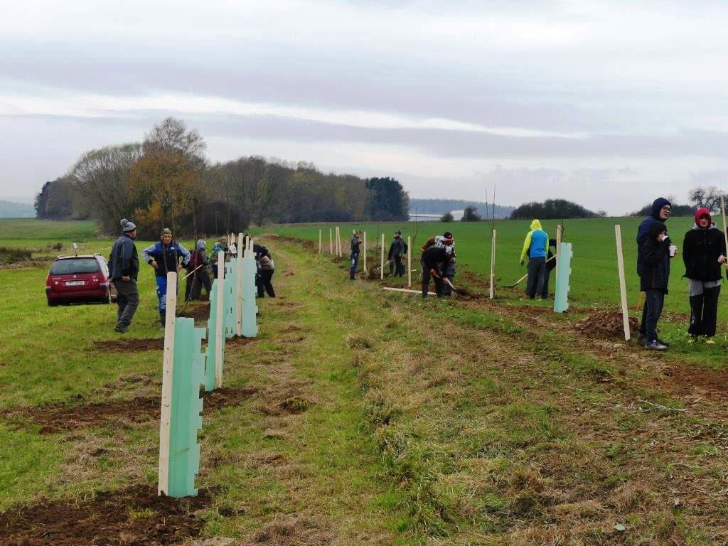 obrázek: Nadace ČEZ přijímá žádosti o grant v programu Stromy do konce ledna
