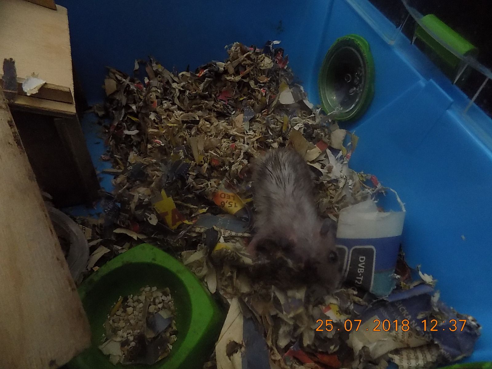 obrázek: Nemocného křečka odložili před budovu strážníků