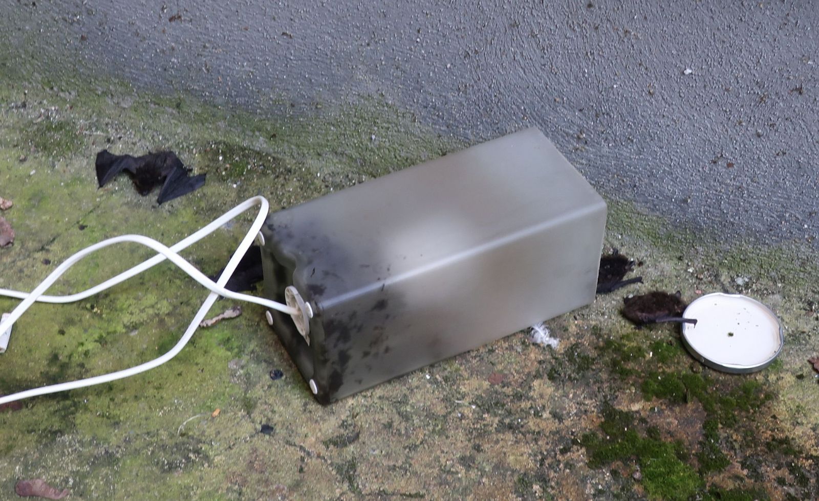 Netopýři zase devastují plzeňské byty. Zajistěte si je