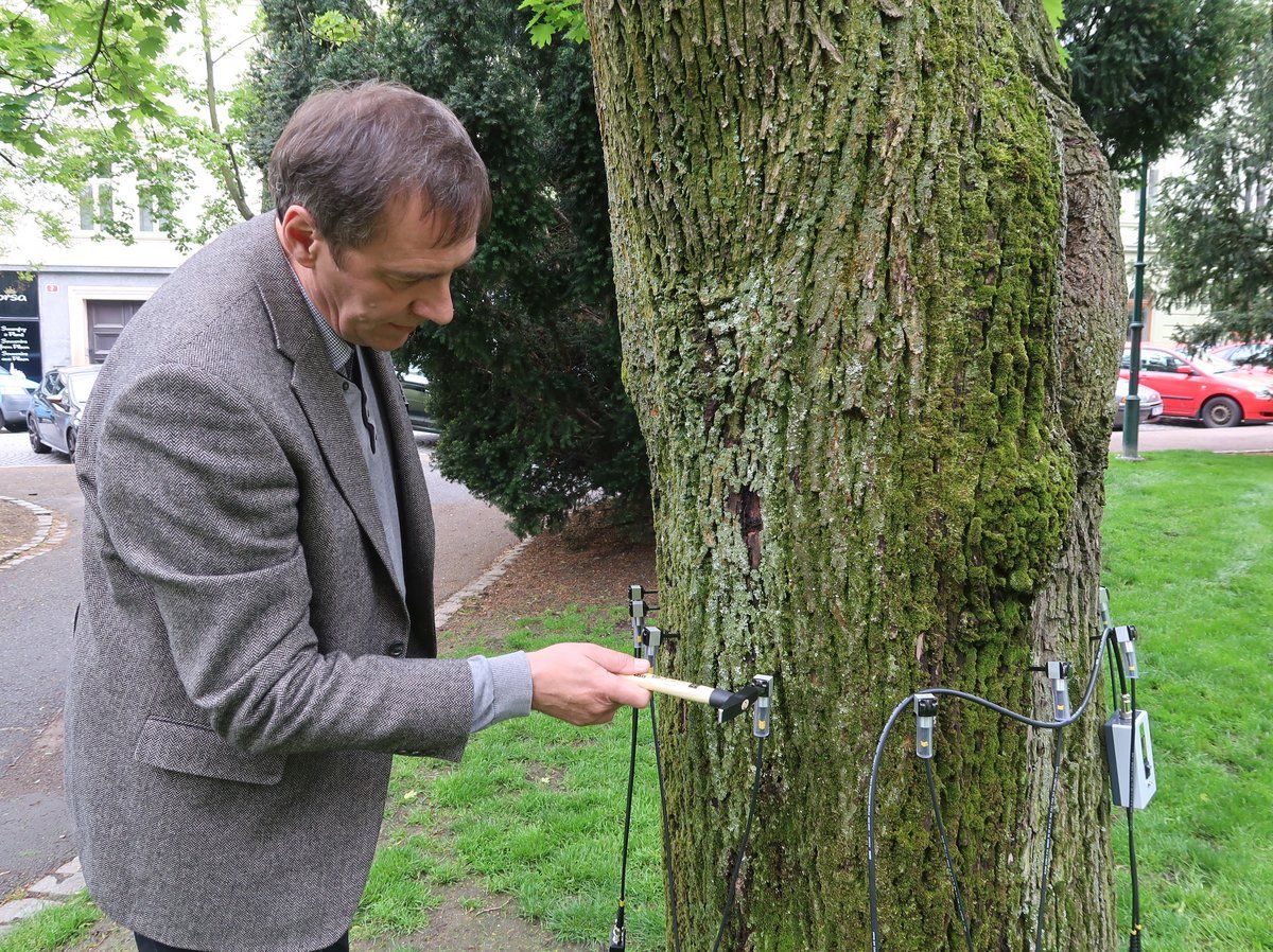obrázek: Nový přístroj pomáhá odhalit defekty větví a kmenů stromů 
