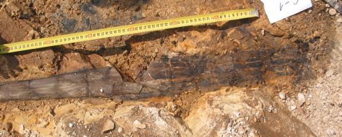 Břasy chystají lákadlo pro turisty - stěnu s trilobity