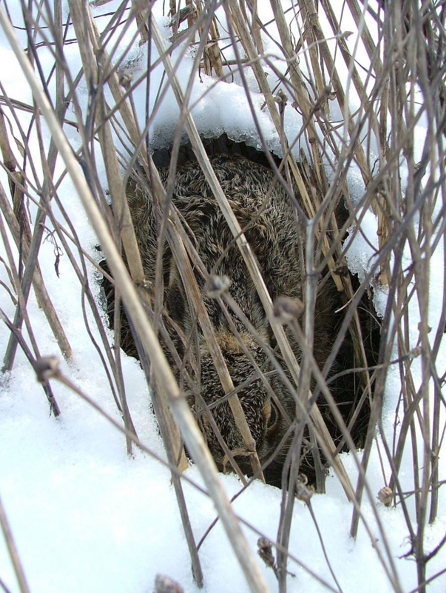 obrázek: Ochránci zvířat upozorňují: nesbírejte mláďata zajíců