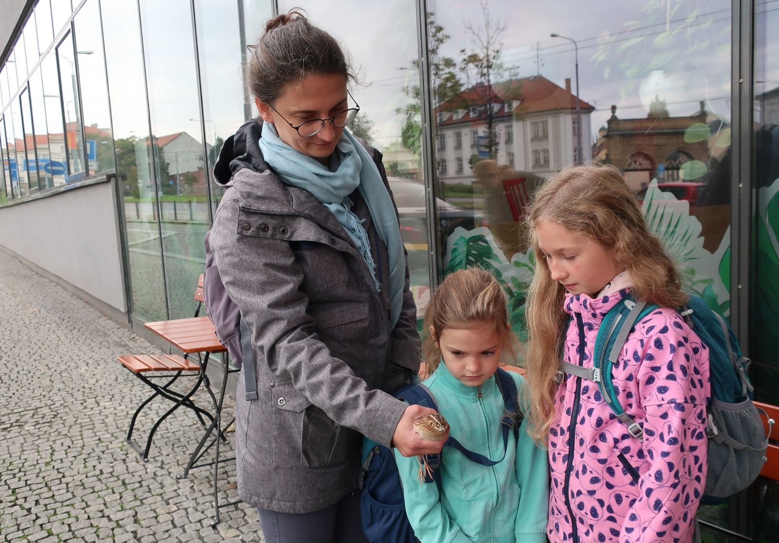 obrázek: Omráčená křepelka z centra Plzně je zpátky v přírodě