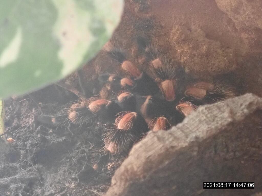 obrázek: Pavouka nechal v bytě bývalé partnerky, ta volala strážníky