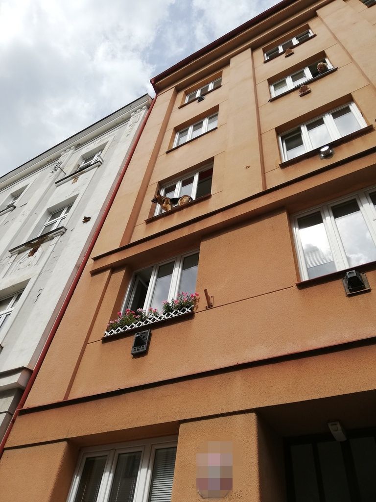obrázek: Pes uvízl na parapetu slovanského bytu 