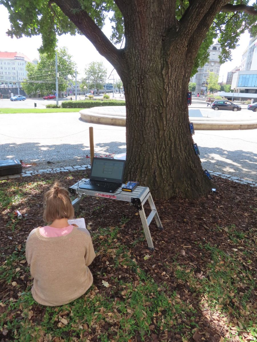 obrázek: Plzeň nechala prověřit stabilitu mohutného dubu před muzeem