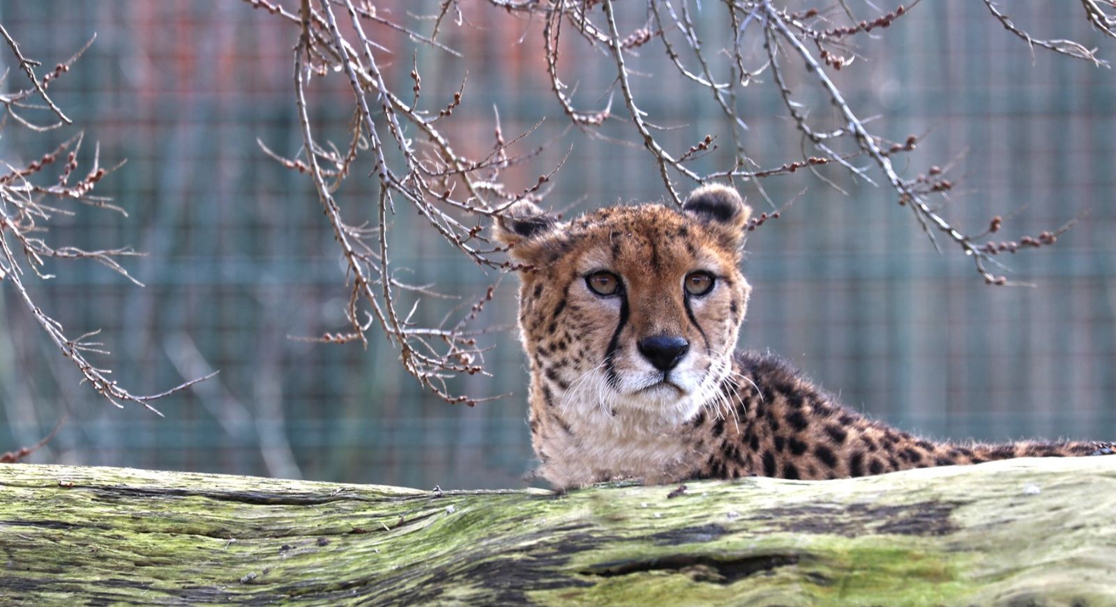 obrázek: Plzeňská zoo má dvě nové gepardice