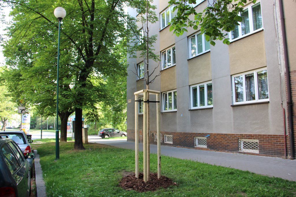 obrázek: Plzeňský centrální obvod vysadil v letošním roce rekordní množství stromů
