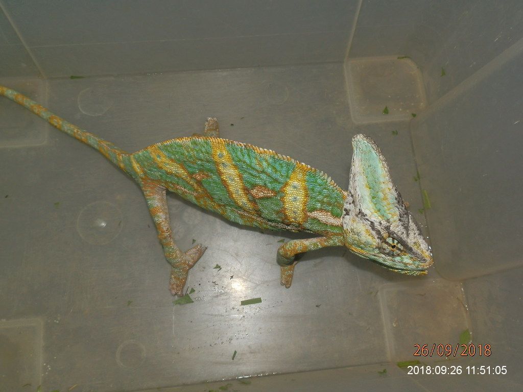 obrázek: Plzeňští strážníci se ptají: Neutekl vám chameleon?