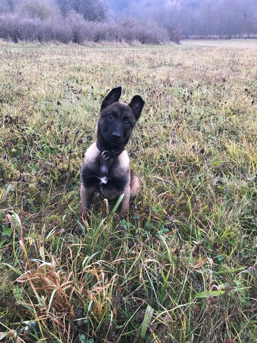 obrázek: Policie v kraji má novou posilu - štěně Uxíka 
