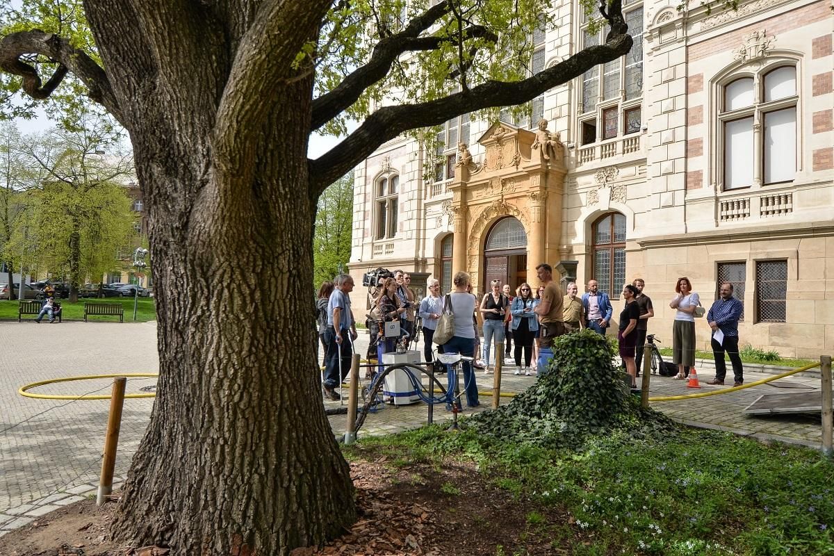 obrázek: Půdní injektáž vyživí kořeny cenného dubu u muzea