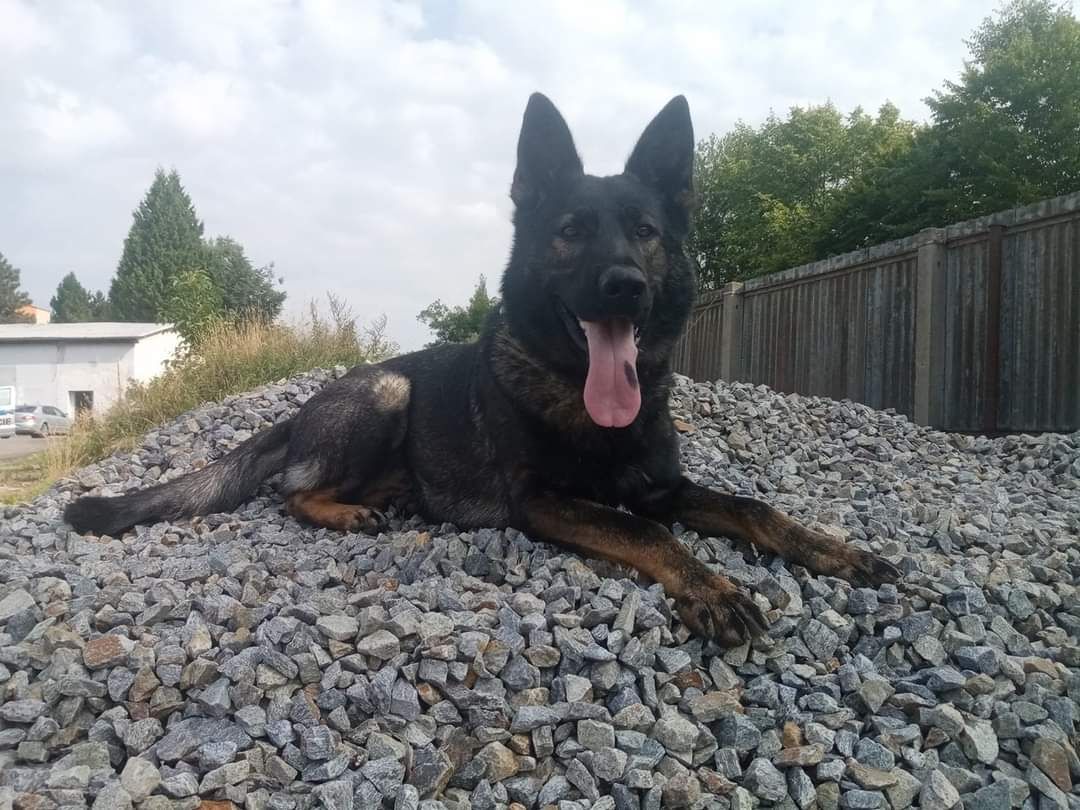 obrázek: Sedmdesát čtyři policejních psů slouží v Plzeňském kraji