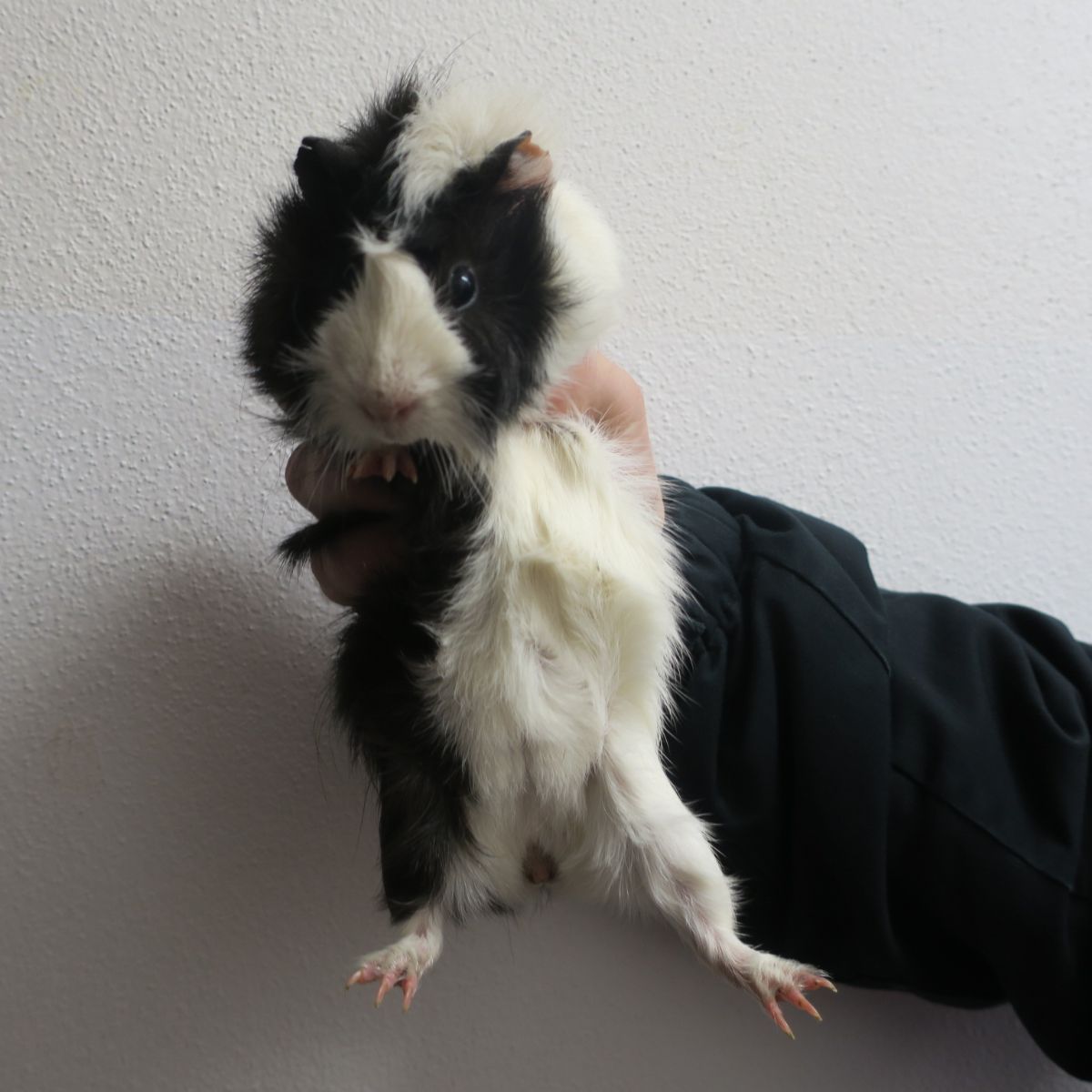 Strážníci našli odloženým morčatům nový domov