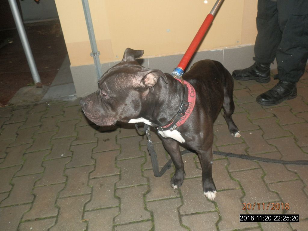 obrázek: Strážníci převezli do plzeňského útulku další psy