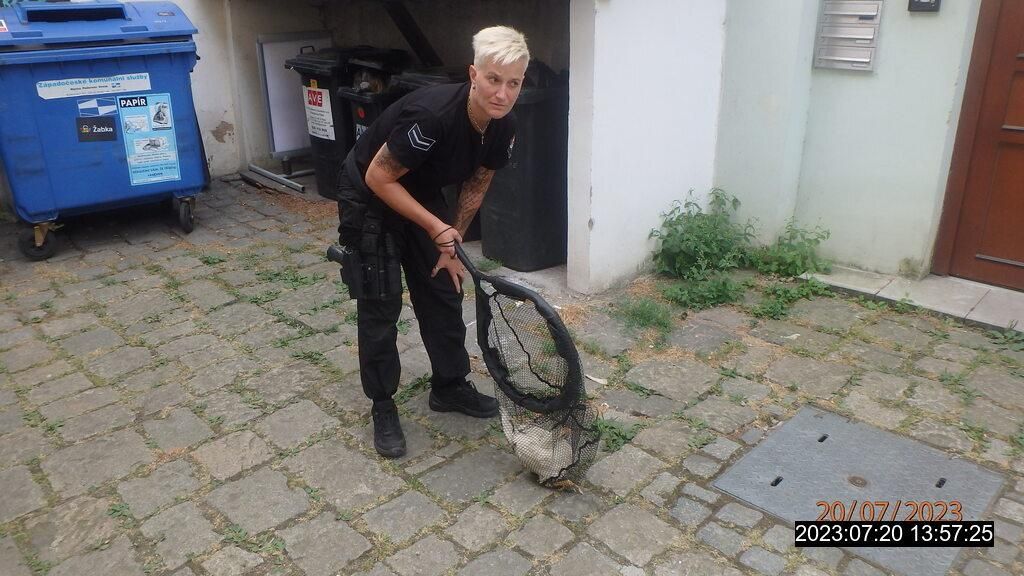 obrázek: Strážníci ve Smetance chytali slepici na „tripu“