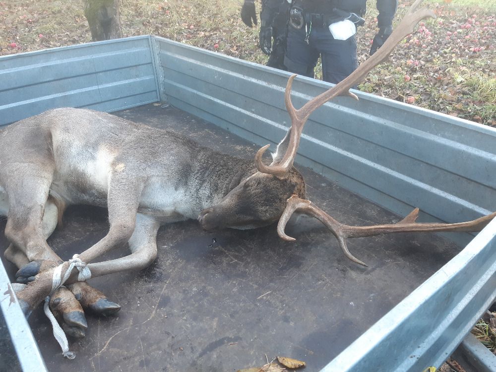 obrázek: Strážníky a policisty v Domažlicích zaměstnal daněk