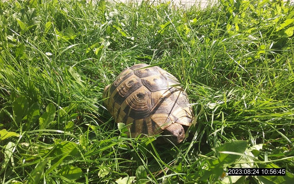 Travou si to v Doubravce štrádovala želva, strážníci ji odvezli do útulku