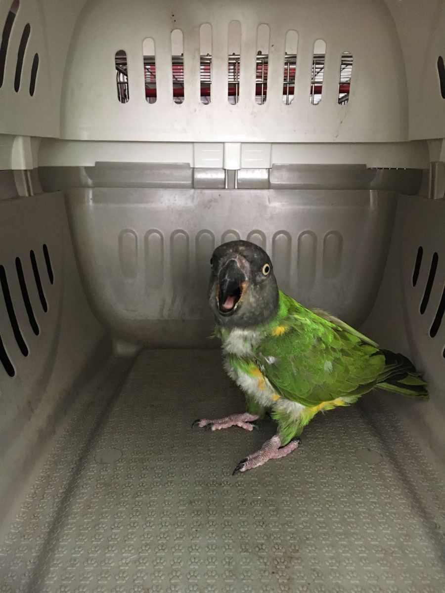 V plzeňské Polední chytili papouška senegalského. Nechybí vám?