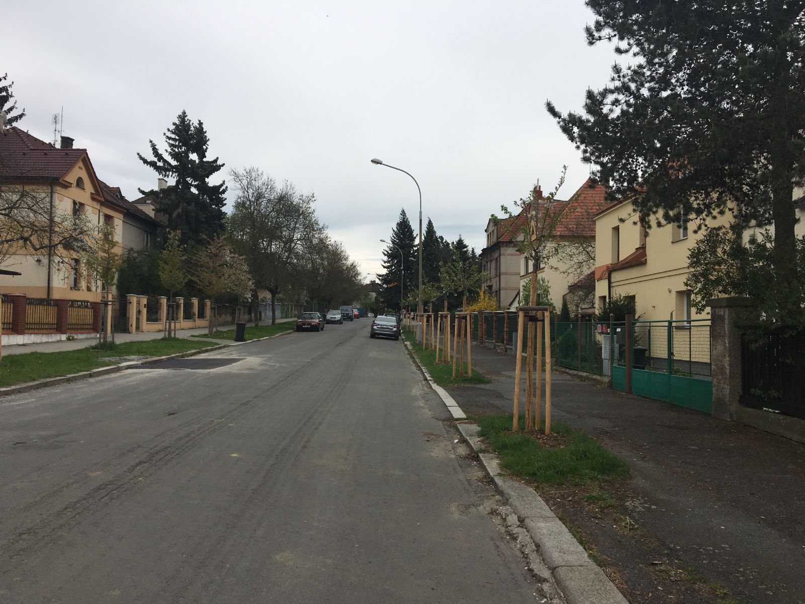 obrázek: V Plzni – Slovanech poprvé vykvetla nová třešňová alej