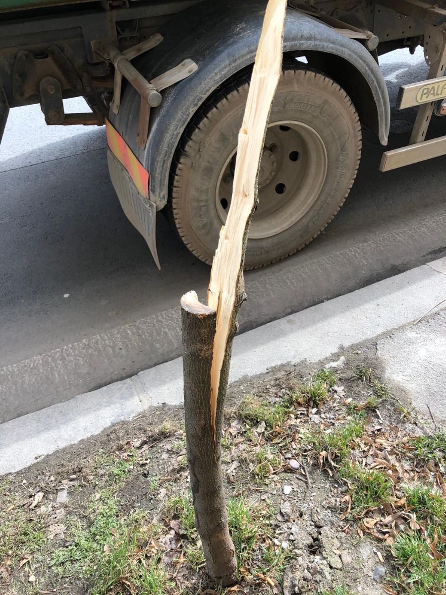 obrázek: Vandalství a neúcta poškozují v Plzni stromy a zeleň