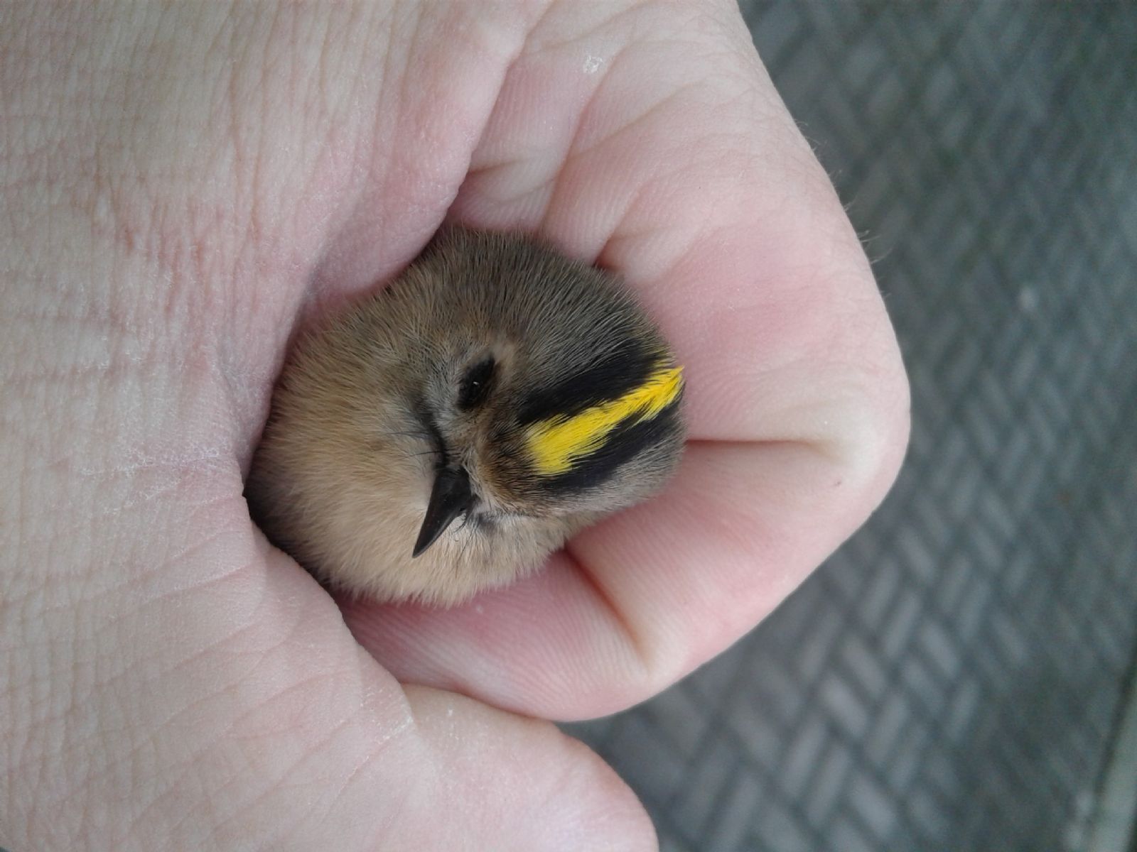 obrázek: Vydra, zmije, pták králíček. I ty v loňském roce léčili rokycanští zvířecí záchranáři