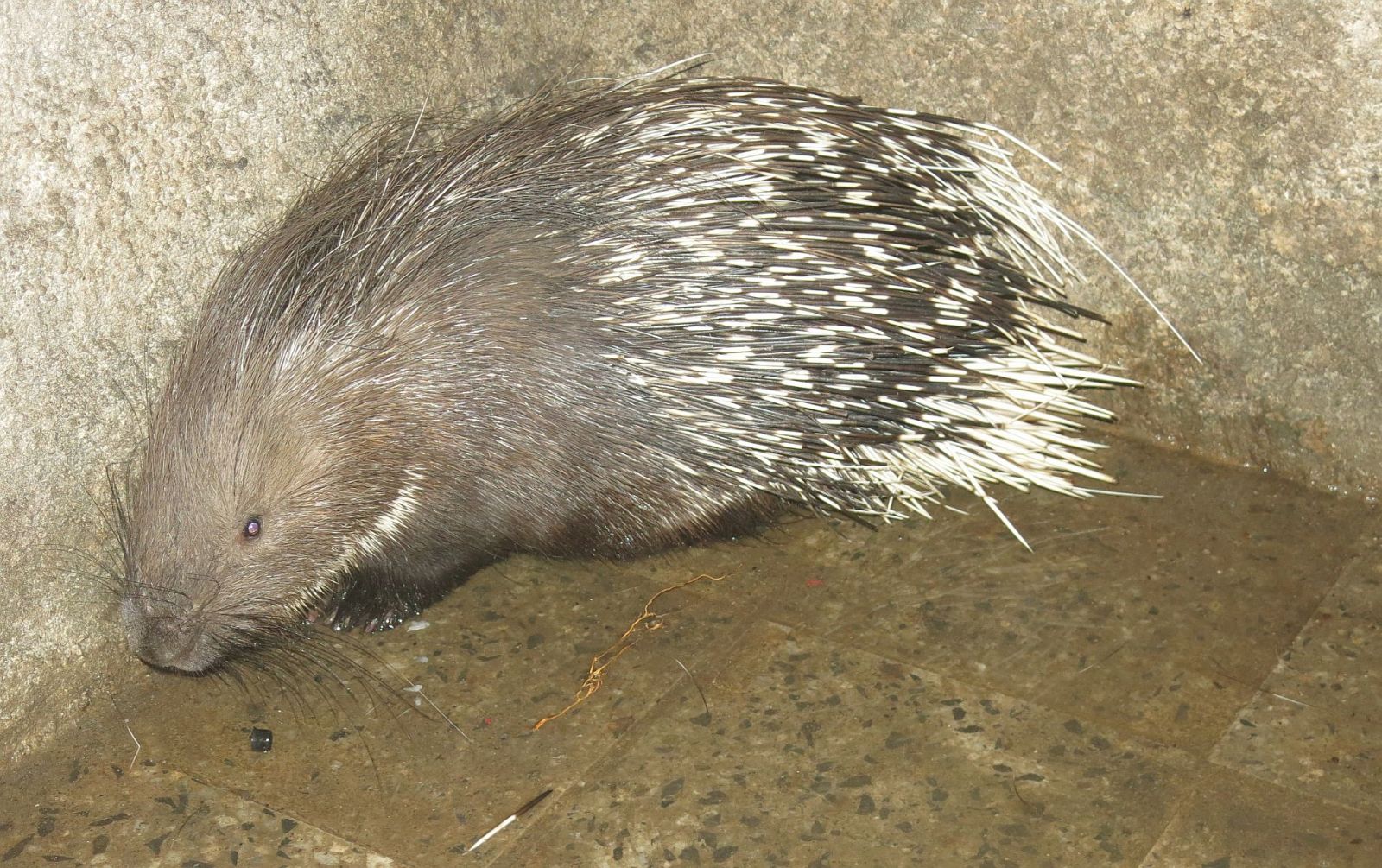 obrázek: Z plzeňské zoo utekl dikobraz, chytili ho u Chotíkova