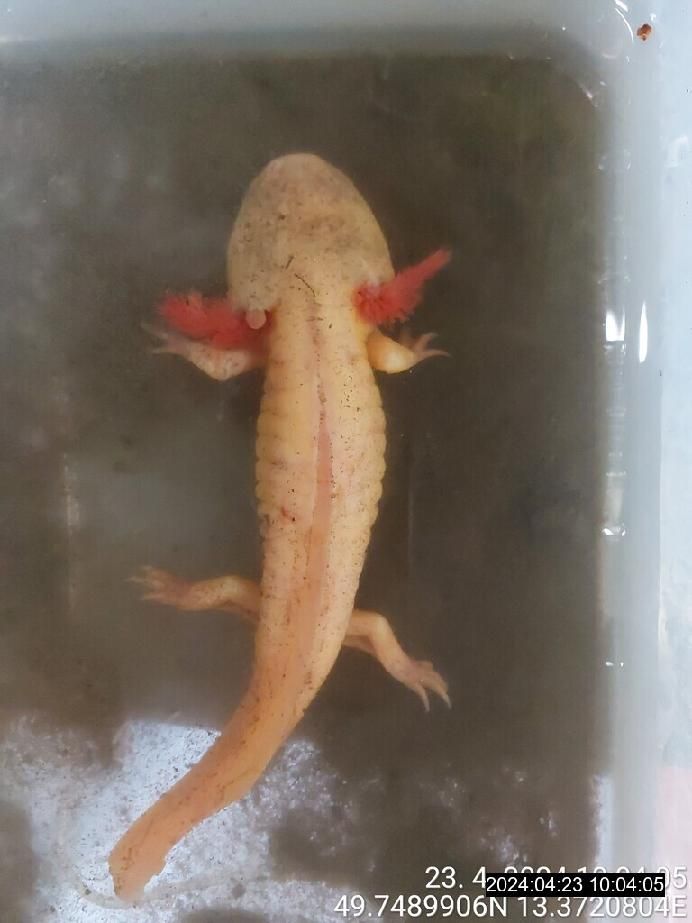 obrázek: Záhadný axalotl mexický se objevil v jezírku na Roudné 