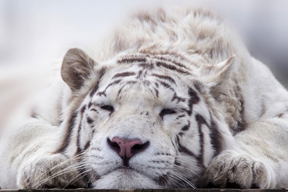 Zoo Plasy dostane 150 tisíc na udržení chodu v zimě
