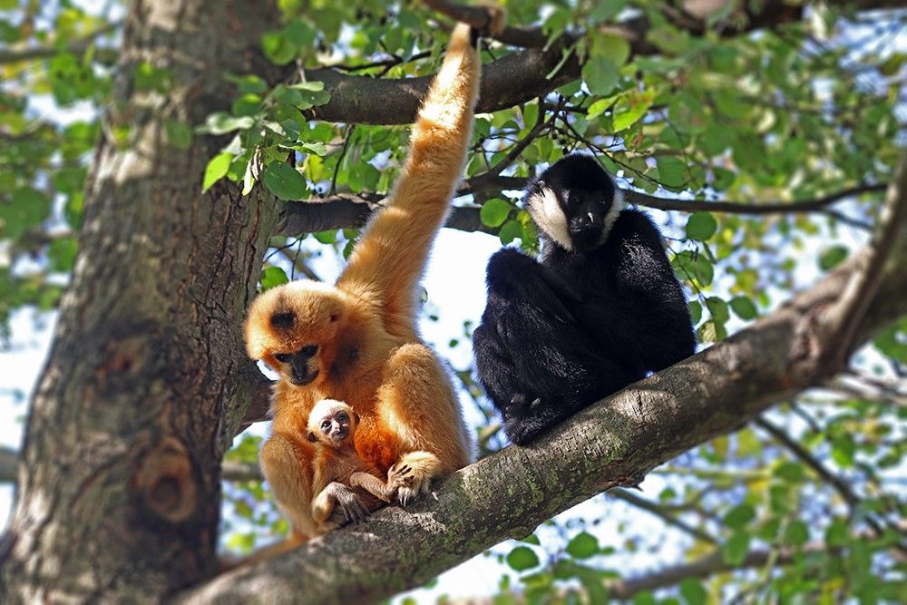 obrázek: Zoo Plzeň láká na mláďata opic a vyhlíží bezhřívé zebry