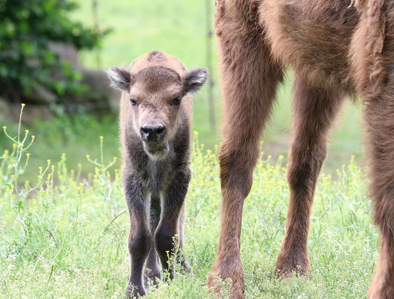 Zoo Plzeň má nový přírůstek - malou zubřici Onicu