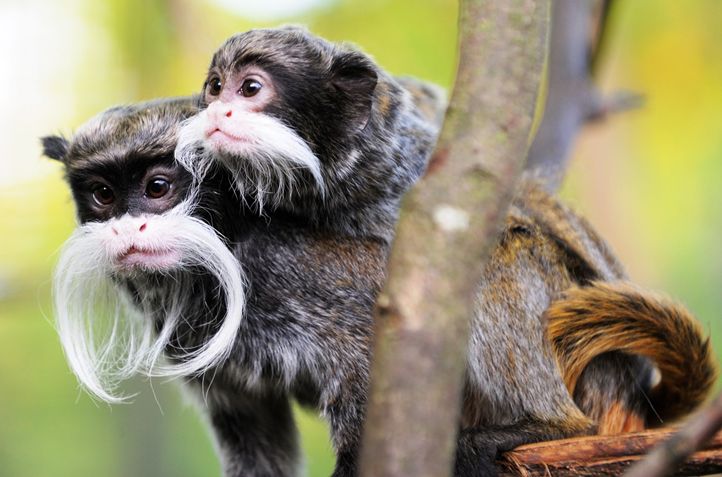 obrázek: Zoo Plzeň navštívilo loni 377 tisíc návštěvníků, o čtvrtinu méně než v roce 2019