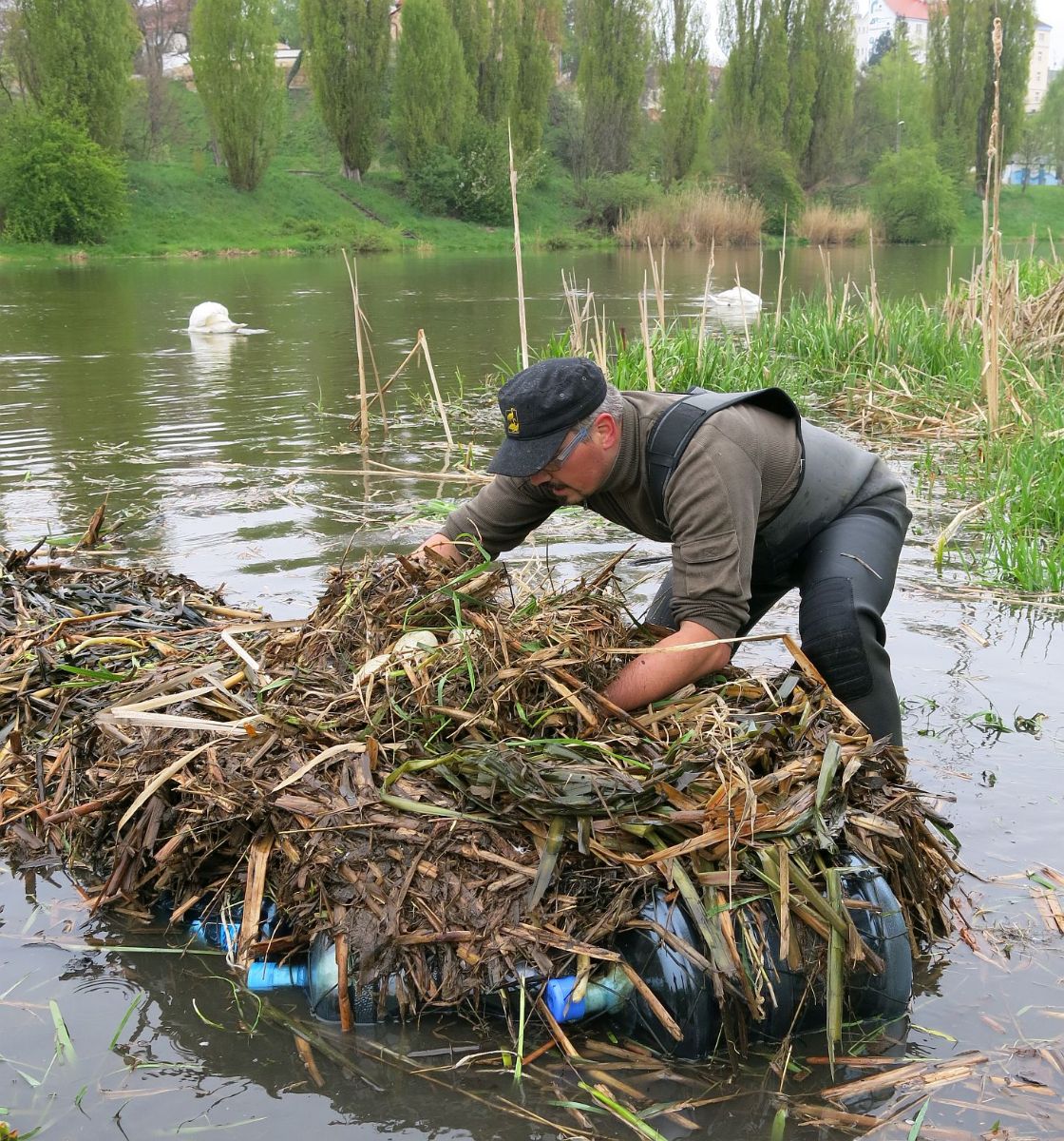 obrázek: Zvířecí záchranáři stěhovali labutí hnízdo na Radbuze na barely
