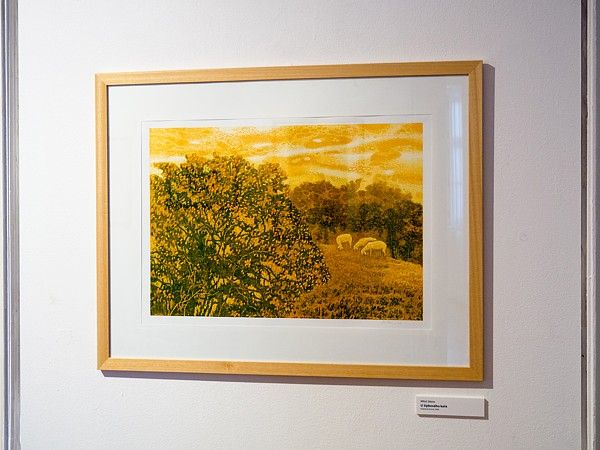 A Century of Wandering the Bohemian Forest