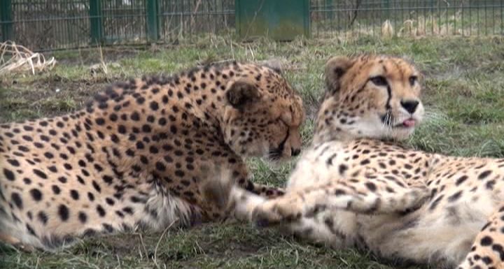 PLZEŇSKÁ 1: Khalid a Rayan si užívají zimu v plzeňské Zoo