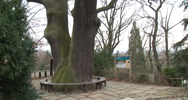 PLZEŇSKÁ 1: Körnerův dub dominuje botanické zahradě v Plzni