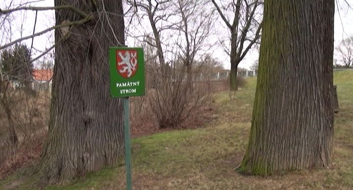 PLZEŇSKÁ 1: Lípa velkolistá v Plzni - Křimicích vévodí svému okolí